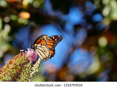 Monarch Butterfly Blue Sky