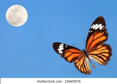 Monarch Butterfly With Blue Sky And The Moon