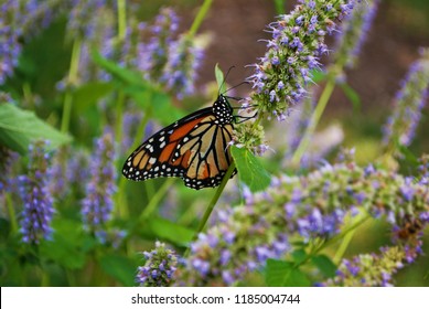 Monarch Butterfly Broken Wing On Blue Stock Photo 1185004744 | Shutterstock