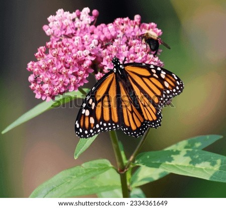 Monarch butterfly and Bumblebee share the flower of a Swamp Milkweed plant