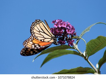 Monarch Butterfly California