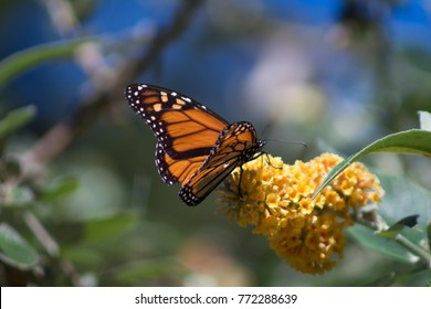 Monarch Butterfly California