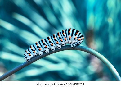 Monarch Butterfly From Caterpillar