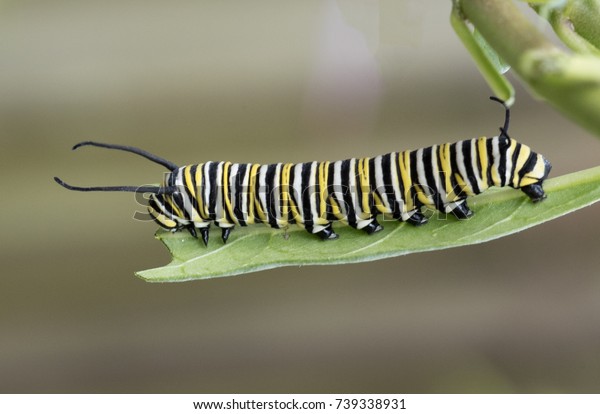 Monarch Butterfly Caterpillar Black Yellow White Stock Photo Edit