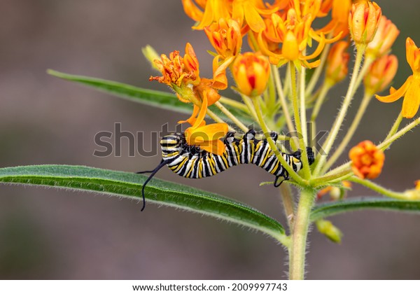 Monarch\
butterfly caterpillar eating leaf of butterfly weed, Asclepias\
tuberosa milkweed. Concept of insect and wildlife conservation,\
habitat preservation, and backyard flower\
garden.