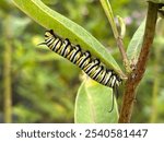 Monarch butterfly caterpillar eating milkweed leaves