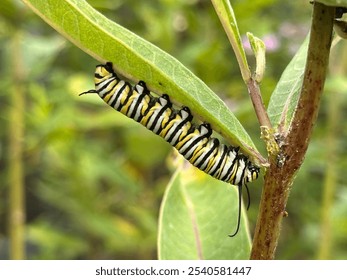 Monarch butterfly caterpillar eating milkweed leaves