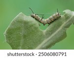 A monarch butterfly caterpillar eating a young leaf. These crawling insect will metamorphose into beautiful and graceful monarch butterflies (Danaus plexippus).