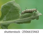 A monarch butterfly caterpillar eating a young leaf. These crawling insect will metamorphose into beautiful and graceful monarch butterflies (Danaus plexippus).