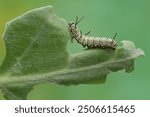 A monarch butterfly caterpillar eating a young leaf. These crawling insect will metamorphose into beautiful and graceful monarch butterflies (Danaus plexippus).