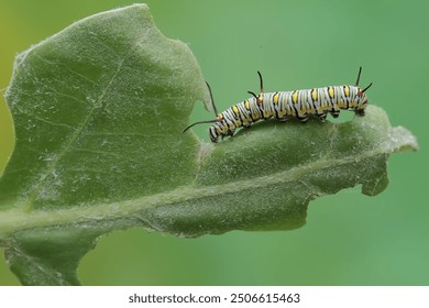 A monarch butterfly caterpillar eating a young leaf. These crawling insect will metamorphose into beautiful and graceful monarch butterflies (Danaus plexippus). - Powered by Shutterstock