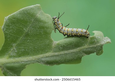 A monarch butterfly caterpillar eating a young leaf. These crawling insect will metamorphose into beautiful and graceful monarch butterflies (Danaus plexippus).