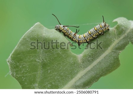 A monarch butterfly caterpillar eating a young leaf. These crawling insect will metamorphose into beautiful and graceful monarch butterflies (Danaus plexippus).