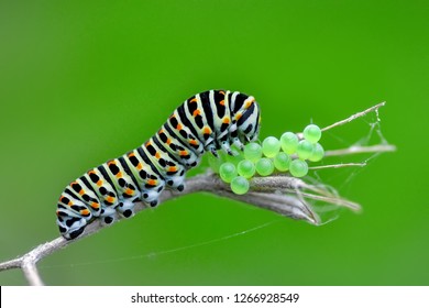 Monarch Butterfly From Caterpillar And Eggs