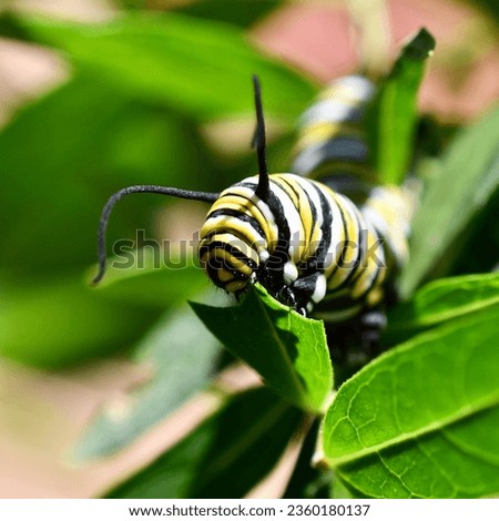 Monarch butterfly caterpillar feeding on milkweed