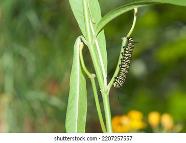 Monarch Butterfly Caterpillar Hanging Upside Down On Milkweed Stem After Consuming An Entire Leaf. The Monarch One Of The Most Familiar Of North American Butterflies And An Iconic Pollinator.