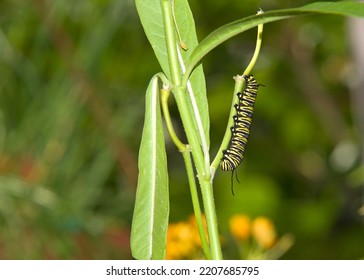 Monarch Butterfly Caterpillar Hanging Upside Down On Milkweed Stem After Consuming An Entire Leaf. The Monarch One Of The Most Familiar Of North American Butterflies And An Iconic Pollinator.