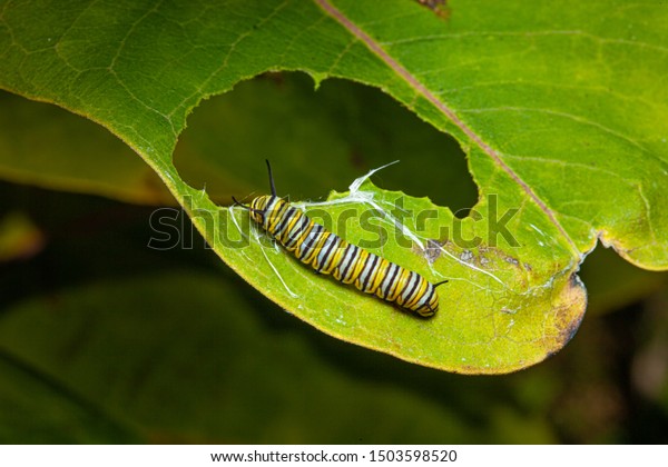 25,559 Caterpillar Eats Leaf Images, Stock Photos & Vectors | Shutterstock
