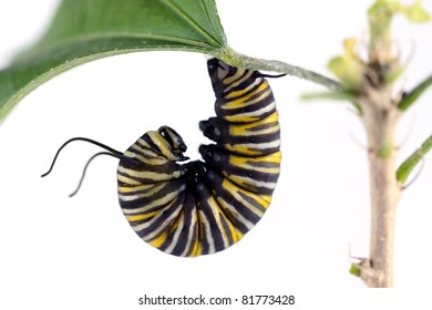 Monarch Butterfly Caterpillar On White