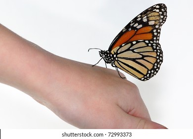 Monarch Butterfly Child Hand White Background