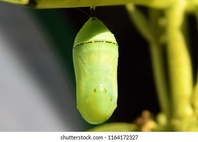 Monarch Butterfly Chrysalis