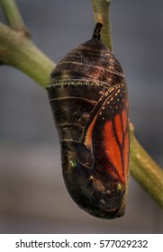 Monarch Butterfly Chrysalis