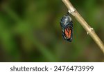Monarch Butterfly Chrysalis (Danaus plexippus). The monarch butterfly or simply monarch, Danaus plexippus, is a milkweed butterfly.