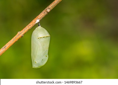 Monarch Butterfly Chrysalis (Danaus plexippus)