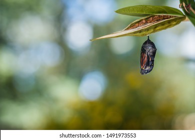 Monarch Butterfly Chrysalis, Danaus Plexppus, On Milkweed , With Blue, Green And Yellow Tones Background