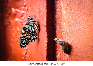 Monarch Butterfly Chrysalis Emerging From Pupa Or Cocoon On The Orange Wall.