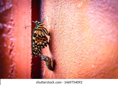 Monarch Butterfly Chrysalis Emerging From Pupa Or Cocoon On The Orange Wall.