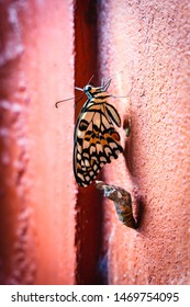 Monarch Butterfly Chrysalis Emerging From Pupa Or Cocoon On The Orange Wall.