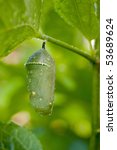 A monarch butterfly chrysalis hangs beneath the leafs in the rain forest.