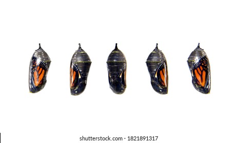 Monarch butterfly chrysalis, transparent with five different angles showing the butterfly inside. Isolated on white. The monarch butterfly or simply monarch, Danaus plexippus, is a milkweed butterfly. - Powered by Shutterstock