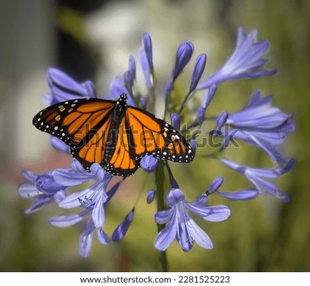 Monarch butterfly close up on purple flowers
