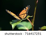 Monarch Butterfly Closeup
