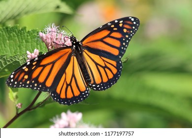 Monarch Butterfly Closeup