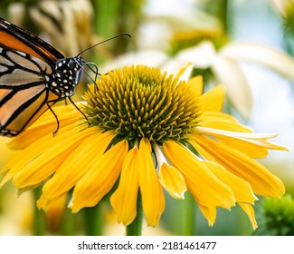 Monarch Butterfly Closeup On Yellow Flower