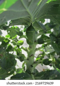 A Monarch Butterfly Cocoon Attached To The Underside Of A Broccoli Leaf