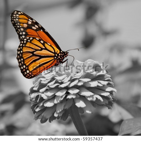 Monarch Butterfly, color on black and white