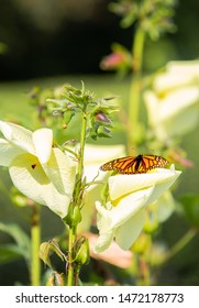 Monarch Butterfly In Conservatory Garden NYC