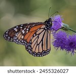The monarch butterfly (Danaus plexippus).
