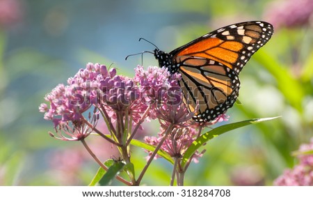 Monarch butterfly (danaus plexippus), backlit by the morning sun, perched on pink swamp milkweed flowers (asclepias incarnata)