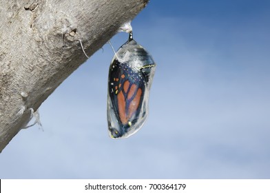 Monarch Butterfly (danaus Plexippus) And Chrysalis Cocoon