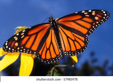 Monarch Butterfly (Danaus plexippus) - Deer Run Forest Preserve, Illinois