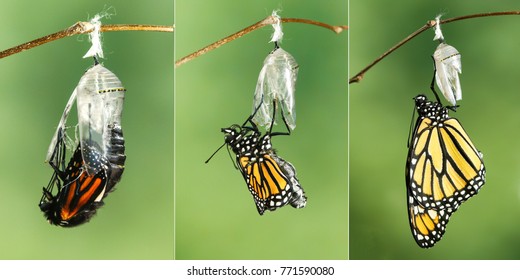 Monarch Butterfly (Danaus plexippus) drying its wings after metamorphosis