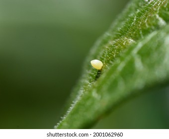 A Monarch butterfly (Danaus plexippus) egg attached to the surface of a milkweed leaf. Side view. Closeup. Copy space.