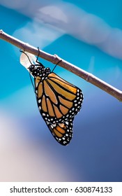 Monarch Butterfly (danaus Plexippus) Emerging From The Chrysalis. Blue Background With Copy Space.