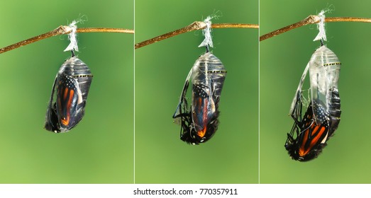 Monarch butterfly Danaus plexippus emerging from chrysalis to butterfly - Powered by Shutterstock