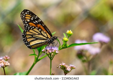 monarch-butterfly-danaus-plexippus-feedi